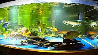 First day of the new experimental community in 1800 gal fish by fish