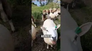 DO ANIMALS HAVE ACCENTS? 🦇🐑🐱🌍🔊