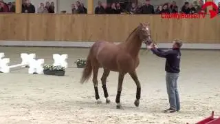 Goldfever I FRH Hengstschau 2017