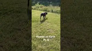 Heaven on Earth pt 4 #outdoors  #animals #dogs #explore