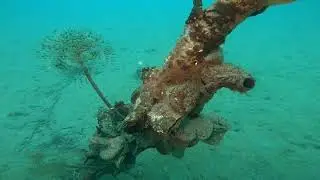 immersione sul Molch --21.02.21