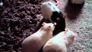 cute Funny Rats Tipping bowl