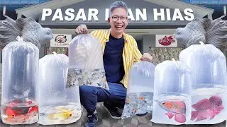 BELI RATUSAN IKAN!!