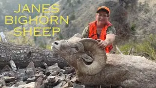 Cody Carrs Hunting Adventures. Janes Bighorn Sheep hunt