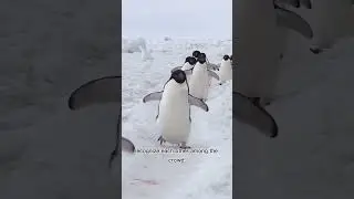 FUN FACTS #learning #penguins