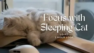 Peaceful Workspace &ndash; Lo-fi Beats with Cat&rsquo;s Presence | 1 Hour Loop