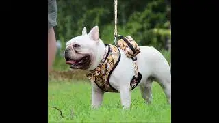 Pechera-arn&eacute;s Y Correa Para Perros Set,muy C&oacute;moda,reflectiva