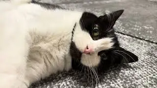 Relaxing Cat Video