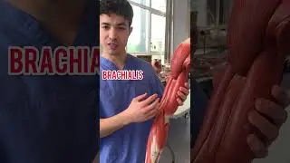 What is the nerve supply of these muscles? Comment down below #doctor #mbbs #anatomy