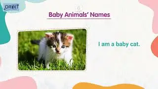 🦊 Who&rsquo;s Who? | Baby Animals&rsquo; Names | Orbit &ndash; My Book of General Knowledge 2 | Chapter 2 #orbitbooks