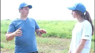Горох НС Мороз & Космай Agro Energy