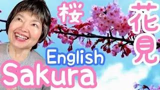 Cherry blossoms🌸 Why Japanese celebrate Flower-viewing Festival? Anime25