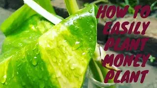 How to easily propagate a money plant tree || garden ideas#theplanthouse #gardening #moneyplant