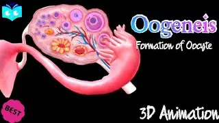The Human reproduction : Oogenesis #biology #neet2024 #science #class12 #oogenesis #neet2024