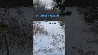 #turkeyhunting #turkeyfeeding