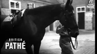 Royal Racehorse 'monaveen' (1949)