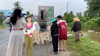 Ducks Migrating in the Rain | Peaceful Yet Dramatic Farm Scene | Huong Farm Vlog,