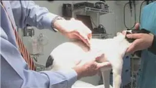 Canine Health Facts : How to Prevent Flea Bites