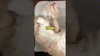 Что означает поза, в которой спит ваша кошка!