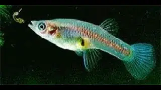 Gambusia