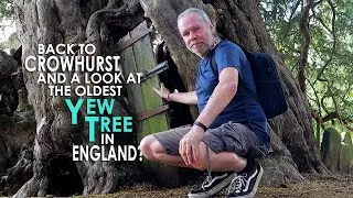 Back to CROWHURST and a look at THE OLDEST YEW TREE in ENGLAND?