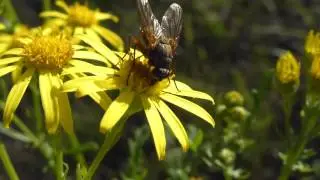 Ragwort - Housefly - Jakobs-Greiskraut - Brandbikar - Villijurtir - Eiturplanta