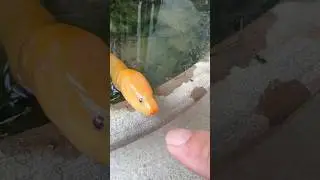 this little guy with a soul#swamp eel#Fish-keeping Diary#Raise a swamp eel as a pet