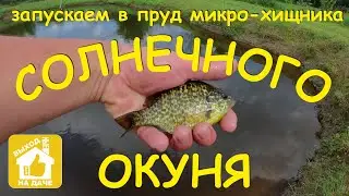 Солнечный окунь, заселение в пруд. Солнечник обыкновенный. Солнечная рыба. Царёк Lepomis gibbosus 4K