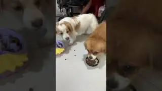 Полное видео ниже #ЩенячьеСчастье #ЩенячьяРадость #ЗамечательныеМоменты #ПушистоеСчастье #Щенячьи...