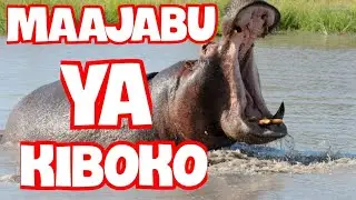ZITAKUACHA MDOMO WAZI SIRI ZA MNYAMA KIBOKO:Fahamu Mambo 7 Usiyoyajua Kuhusu Kiboko | Hana Korodani