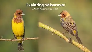 I Didn&rsquo;t Expect THIS at Nalsarovar Bird Sanctuary