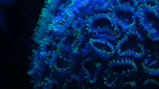 Closed brain coral feeding at night