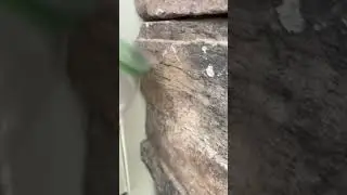 How to catch a Crane Fly!