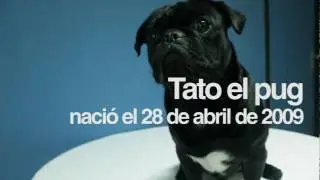 Tato, el pug adivino I - Olimpia vs Cerro porte&ntilde;o