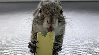 Seymour's Happy Friday Starts with Avocado 🐿🥑 (ASMR)