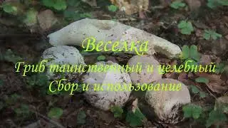 Веселка. Гриб таинственный и целебный. Сбор и использование