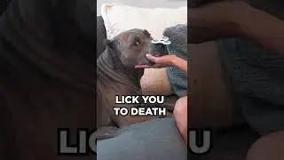 Are pitbulls really dangerous?!