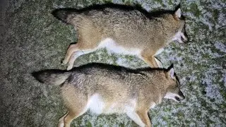 Александр продолжает борьбу с шакалом в Ростовских степях, добыв юбилейного сотого шакала.