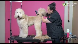 Doodle Grooming - Tail Set & Rear Angulation w/ Elizabeth Gibbs