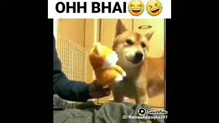 Pet #pets#pet #dogs #dog #funny #animals #viral #funnycats #viralvideo #funny #cat