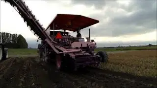 De Roze Rooier 2013