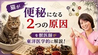 猫が便秘になる2つの原因を獣医師が東洋医学的に解説！