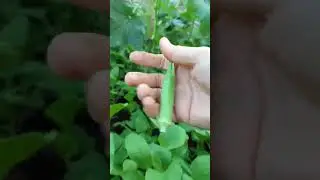 # Newly added vegetable garden #