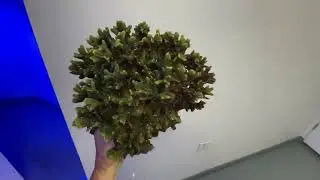 Hydnophora colony