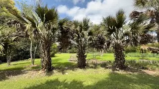 LARGEST Sabal Minor Louisiana Palm Tree🌴