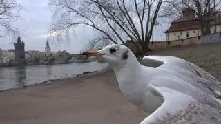 Racek chechtav&yacute; (Chroicocephalus ridibundus)