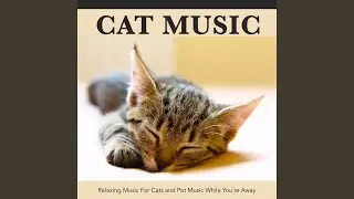Calm Music For Cats While You're Away