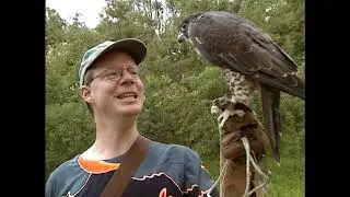 Acorn the Nature Nut #55 &ndash; Peregrine, You're Back Again
