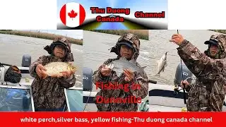 white perch,silver bass, yellow fishing-Thu duong canada channel