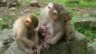 Monkey Rainbow Leo and baby Lily come to visit the newborn baby, but Joyce scares RR and bites her.💞
